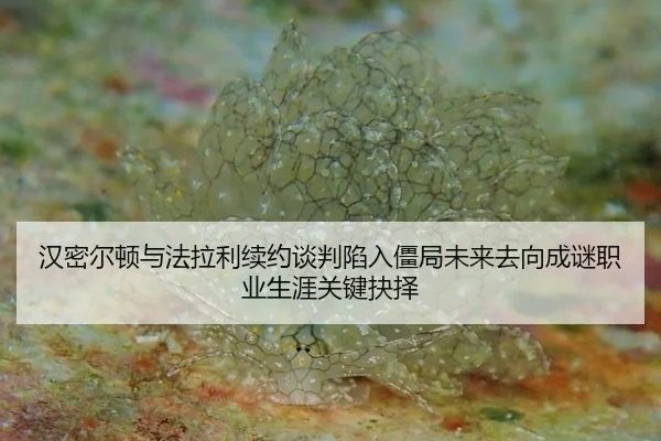 han-mi-er-dun-yu-fa-la-li-xu-yue-tan-pan-xian-ru-jiang-ju-wei-lai-qu-xiang-cheng-mi-zhi-ye-sheng-ya-guan-jian-jue-ze-2-277.jpg